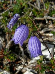 Zvonek trsnatý (Campanula cespitosa Scop.)