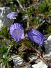 Zvonek trsnatý (Campanula cespitosa Scop.)