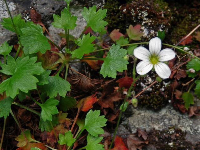 Lomikámen (Saxifraga maderensis D. Don)