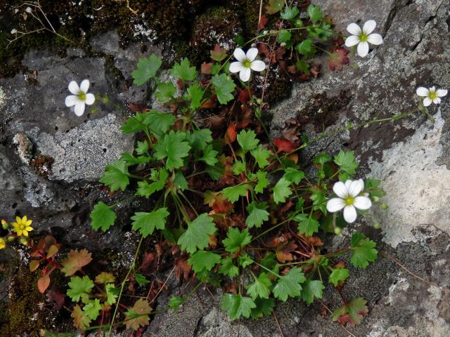 Lomikámen (Saxifraga maderensis D. Don)