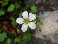 Lomikámen (Saxifraga maderensis D. Don)