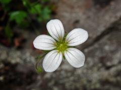 Lomikámen (Saxifraga maderensis D. Don)