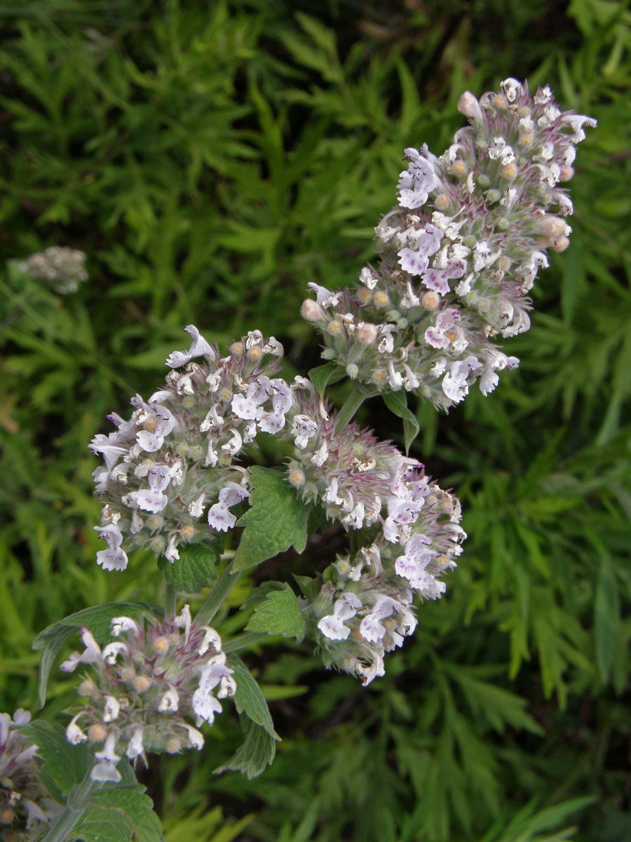 Šanta kočičí (Nepeta cataria L.)