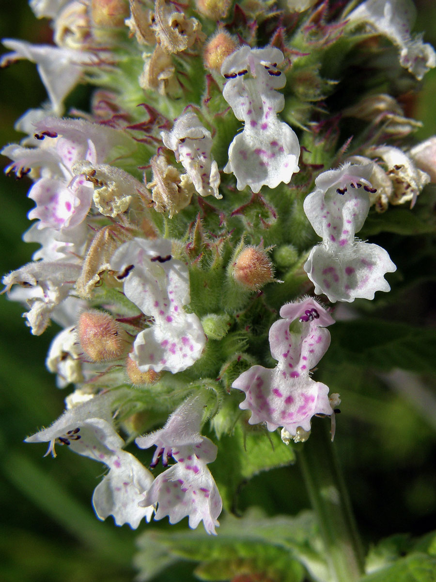 Šanta kočičí (Nepeta cataria L.)