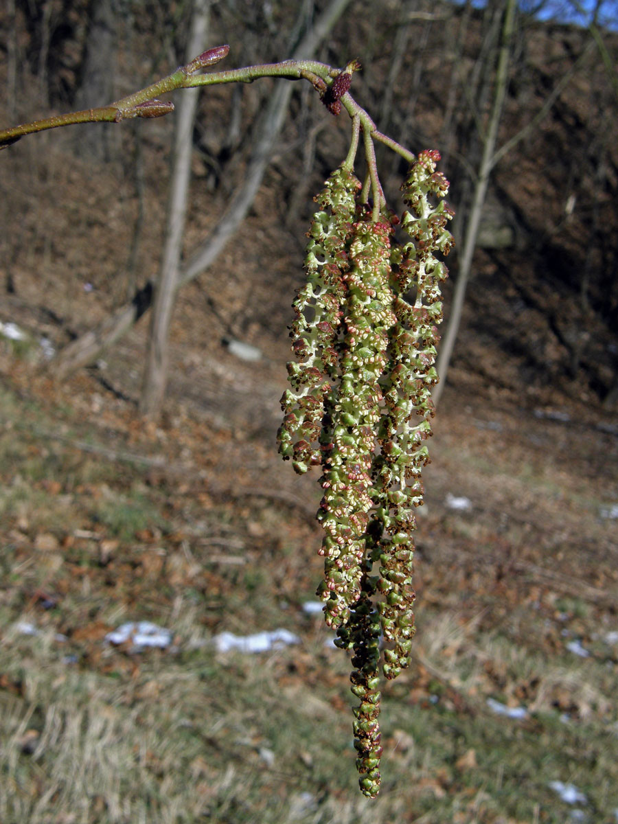 Olše Spaethova (Alnus × spaethii Callier)