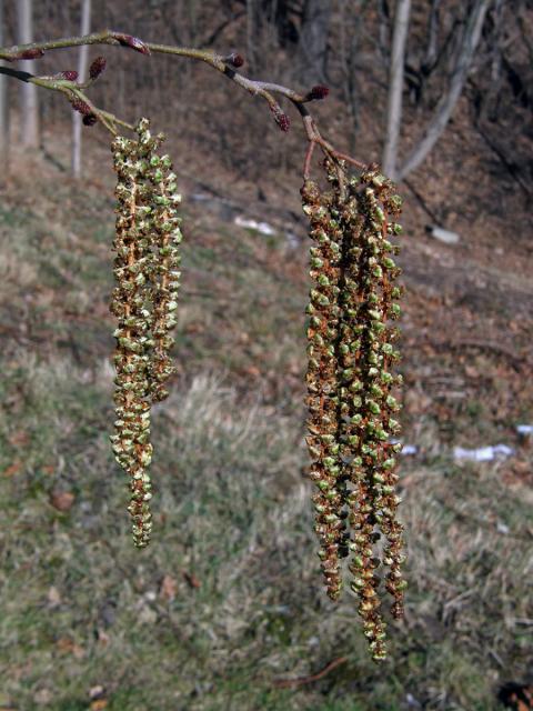 Olše Spaethova (Alnus × spaethii Callier)