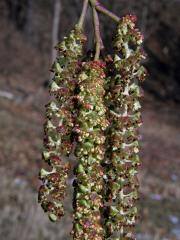 Olše Spaethova (Alnus × spaethii Callier)