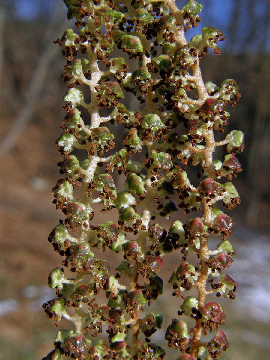 Olše Spaethova (Alnus × spaethii Callier)