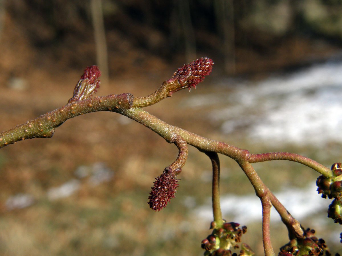 Olše Spaethova (Alnus × spaethii Callier)