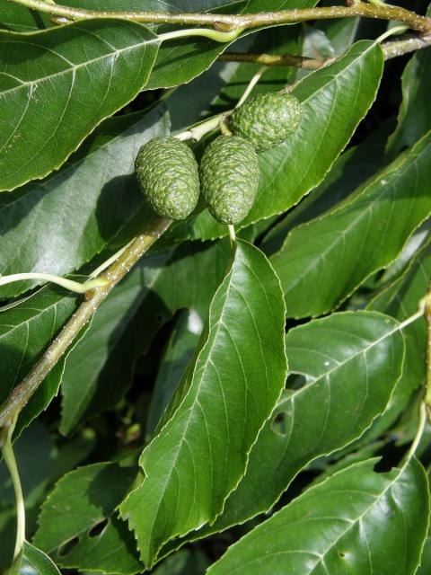 Olše Spaethova (Alnus × spaethii Callier)