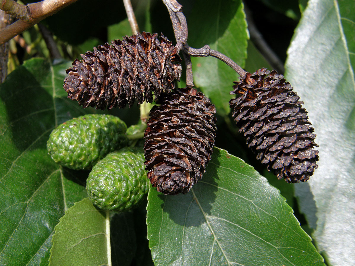 Olše Spaethova (Alnus × spaethii Callier)