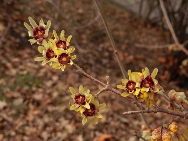 Zimnokvět časný (Chimonanthus praecox (L.) Link)