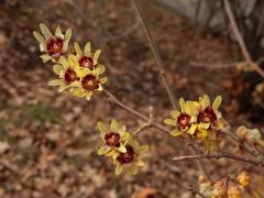 Zimnokvět časný (Chimonanthus praecox (L.) Link)
