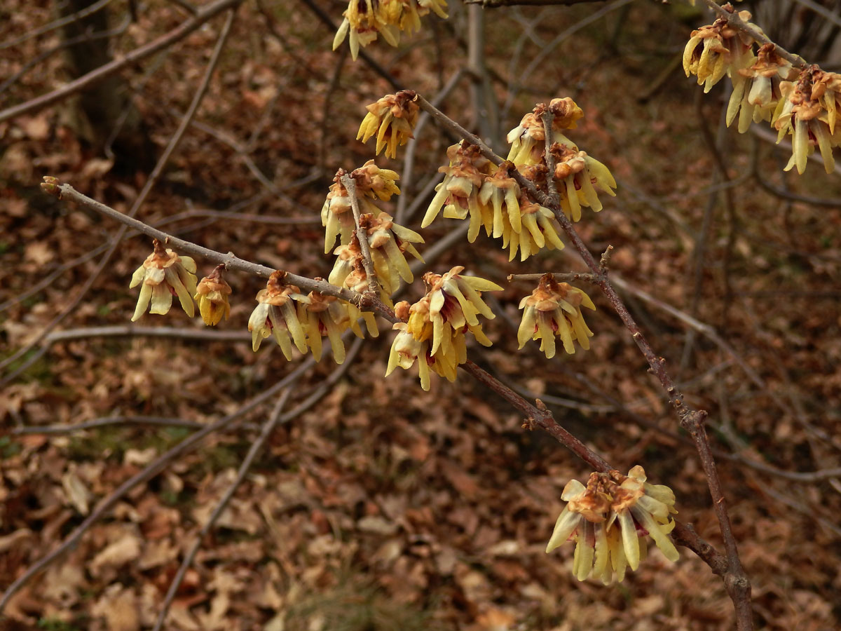 Zimnokvět časný (Chimonanthus praecox (L.) Link)