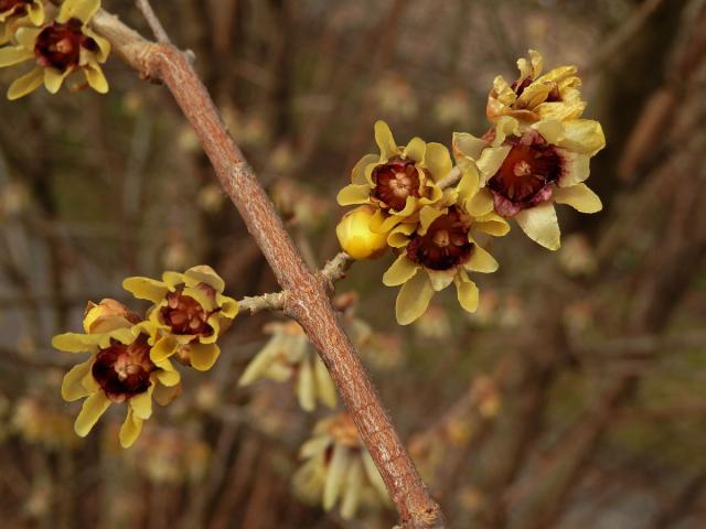 Zimnokvět časný (Chimonanthus praecox (L.) Link)