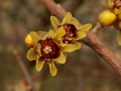 Zimnokvět časný (Chimonanthus praecox (L.) Link)