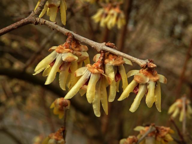 Zimnokvět časný (Chimonanthus praecox (L.) Link)