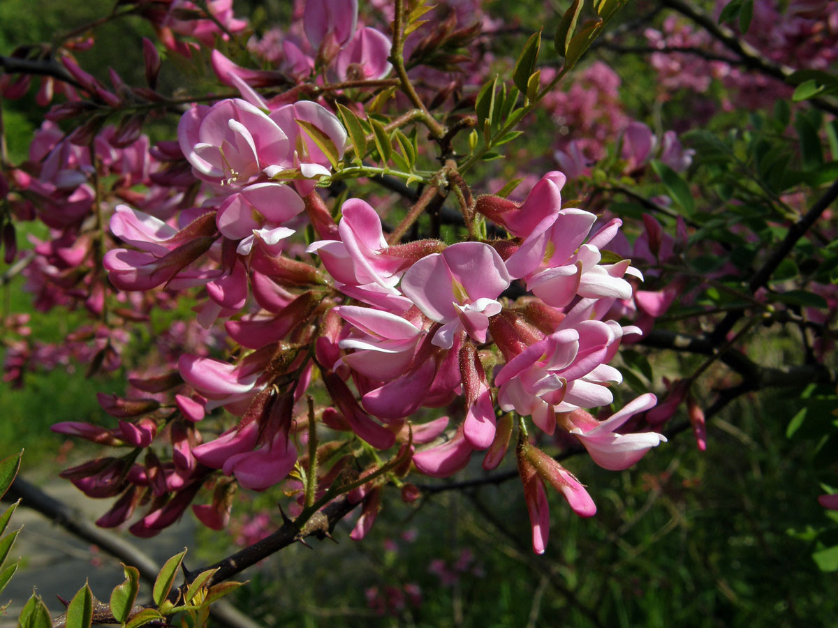 Trnovník (Robinia kelseyi Hutch.)