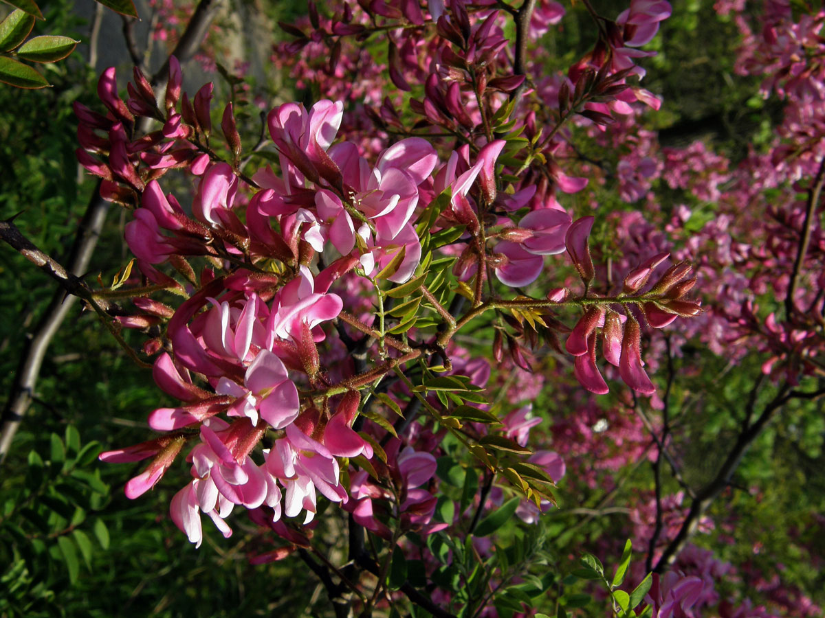 Trnovník (Robinia kelseyi Hutch.)