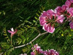 Trnovník (Robinia kelseyi Hutch.)