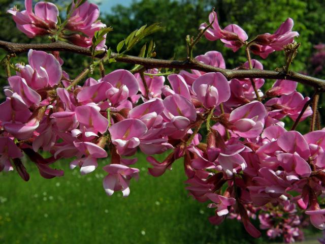 Trnovník (Robinia kelseyi Hutch.)