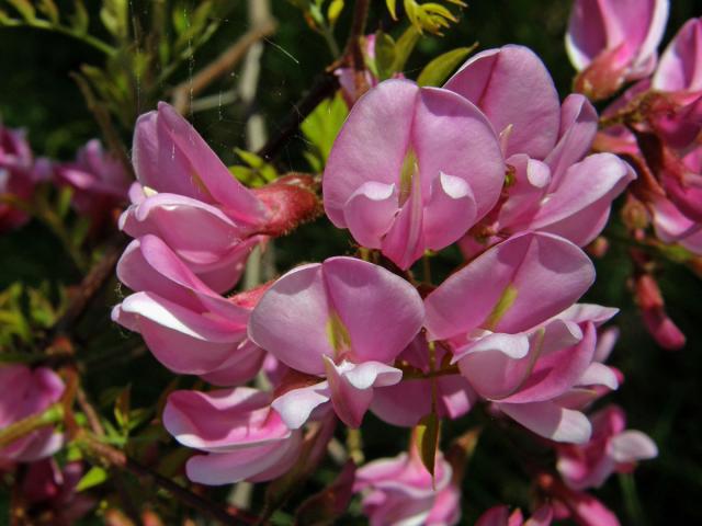 Trnovník (Robinia kelseyi Hutch.)