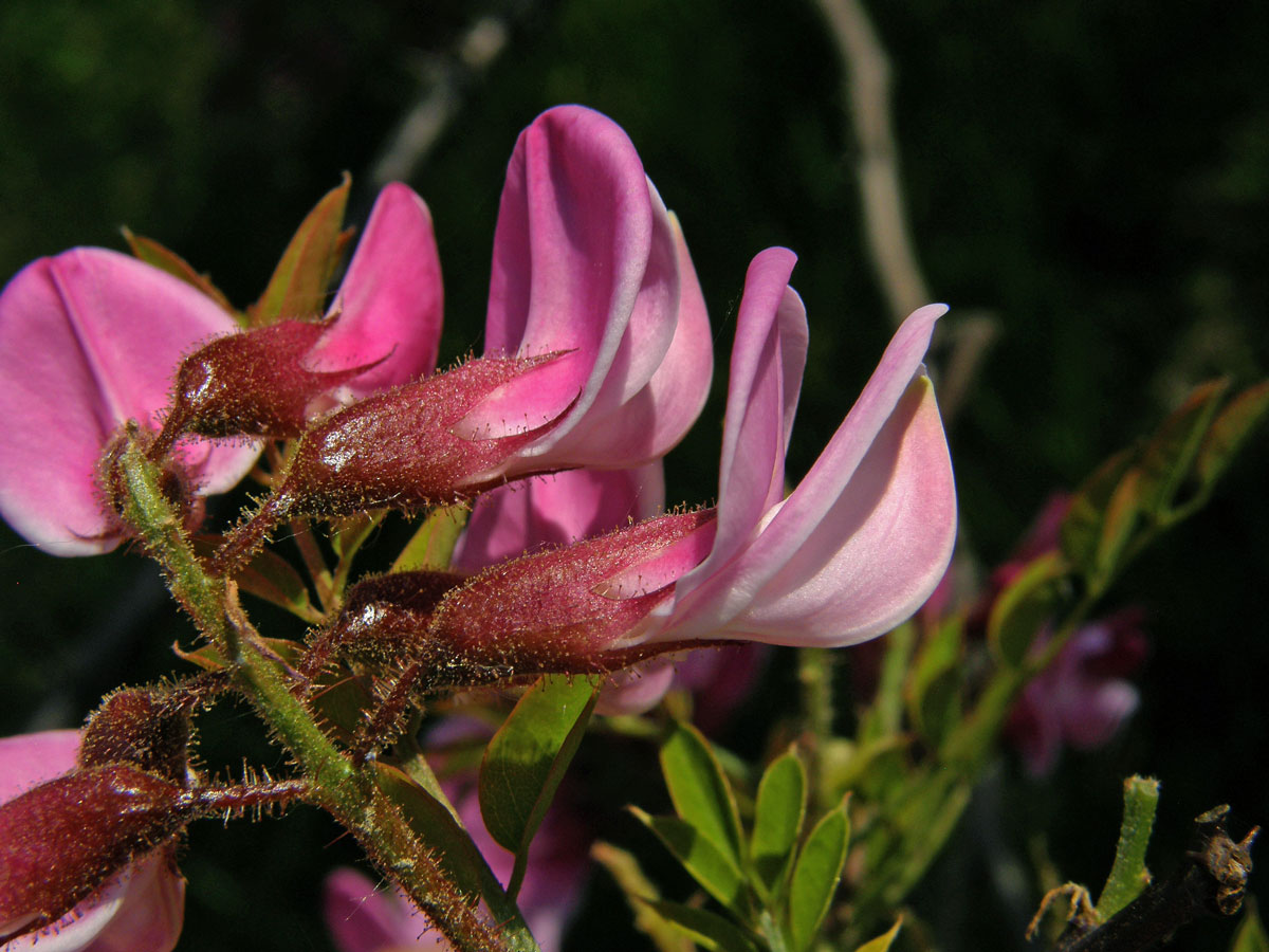 Trnovník (Robinia kelseyi Hutch.)