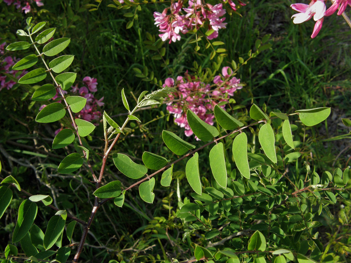 Trnovník (Robinia kelseyi Hutch.)