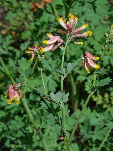 Capnoides sempervirens (L.) Borkh.