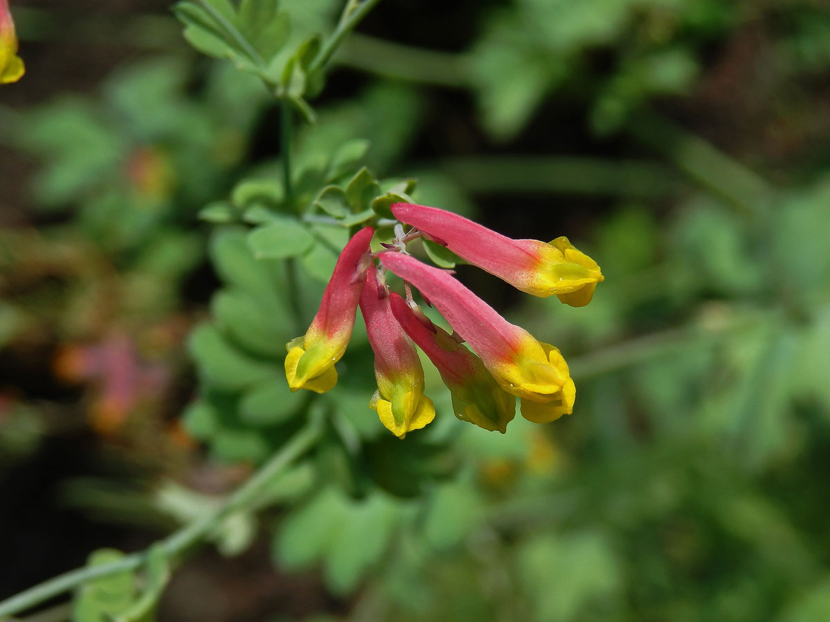 Capnoides sempervirens (L.) Borkh.