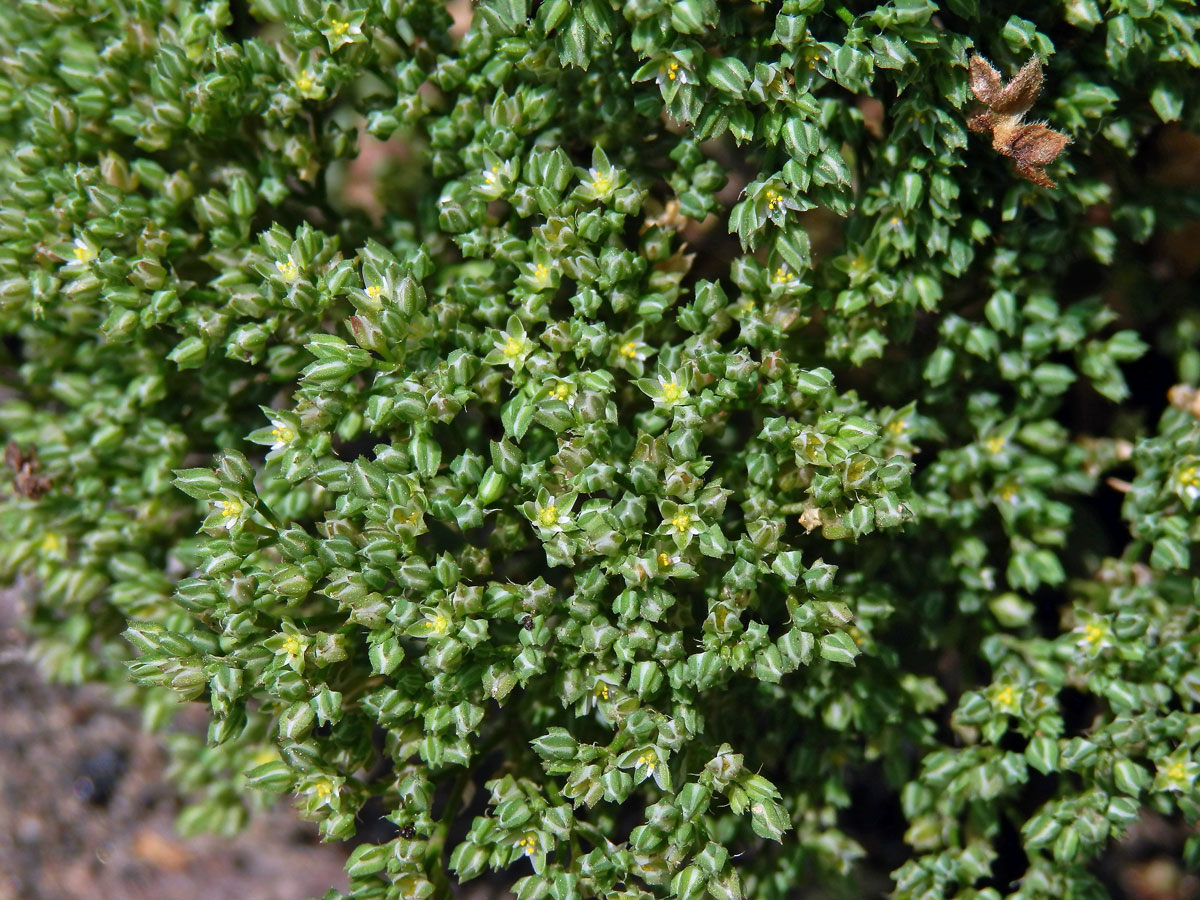 Chmerek mnohoplodý (Scleranthus polycarpos L.)