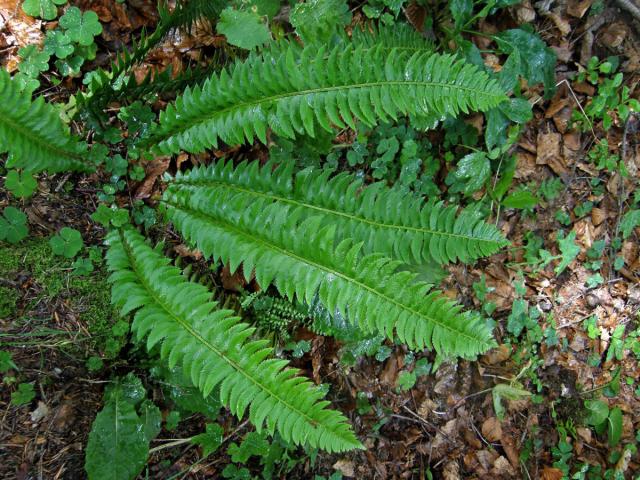 Kapradina hrálovitá (Polystichum lochnitis (L.) Roth.)