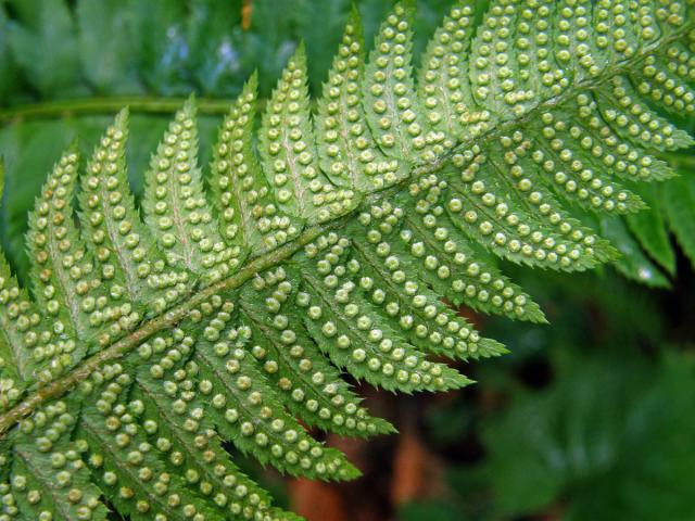 Kapradina hrálovitá (Polystichum lochnitis (L.) Roth.)