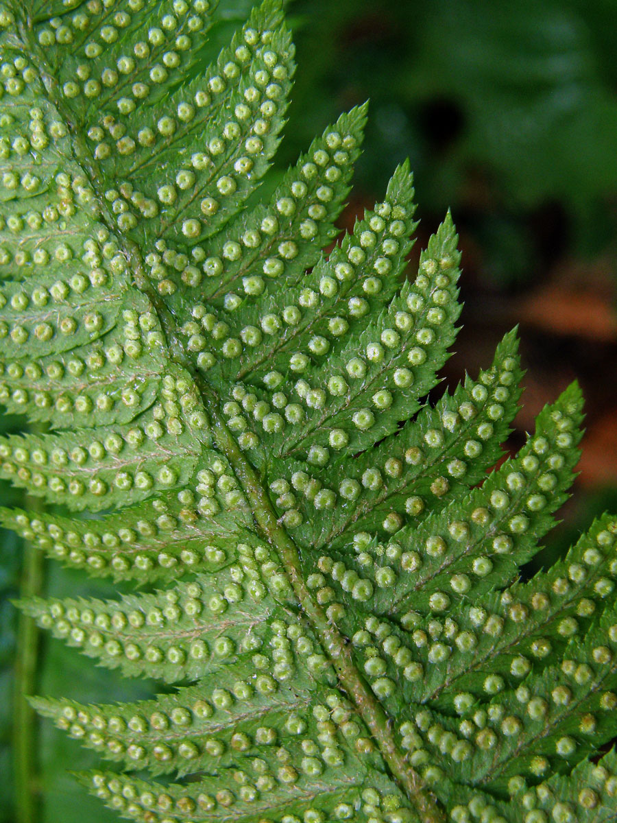 Kapradina hrálovitá (Polystichum lochnitis (L.) Roth.)