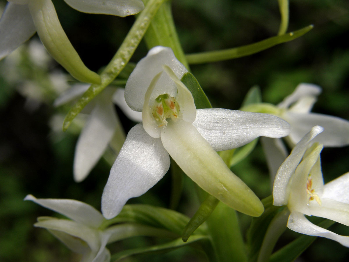 Vemeník dvoulistý (Platanthera bifolia L. C. Richard)