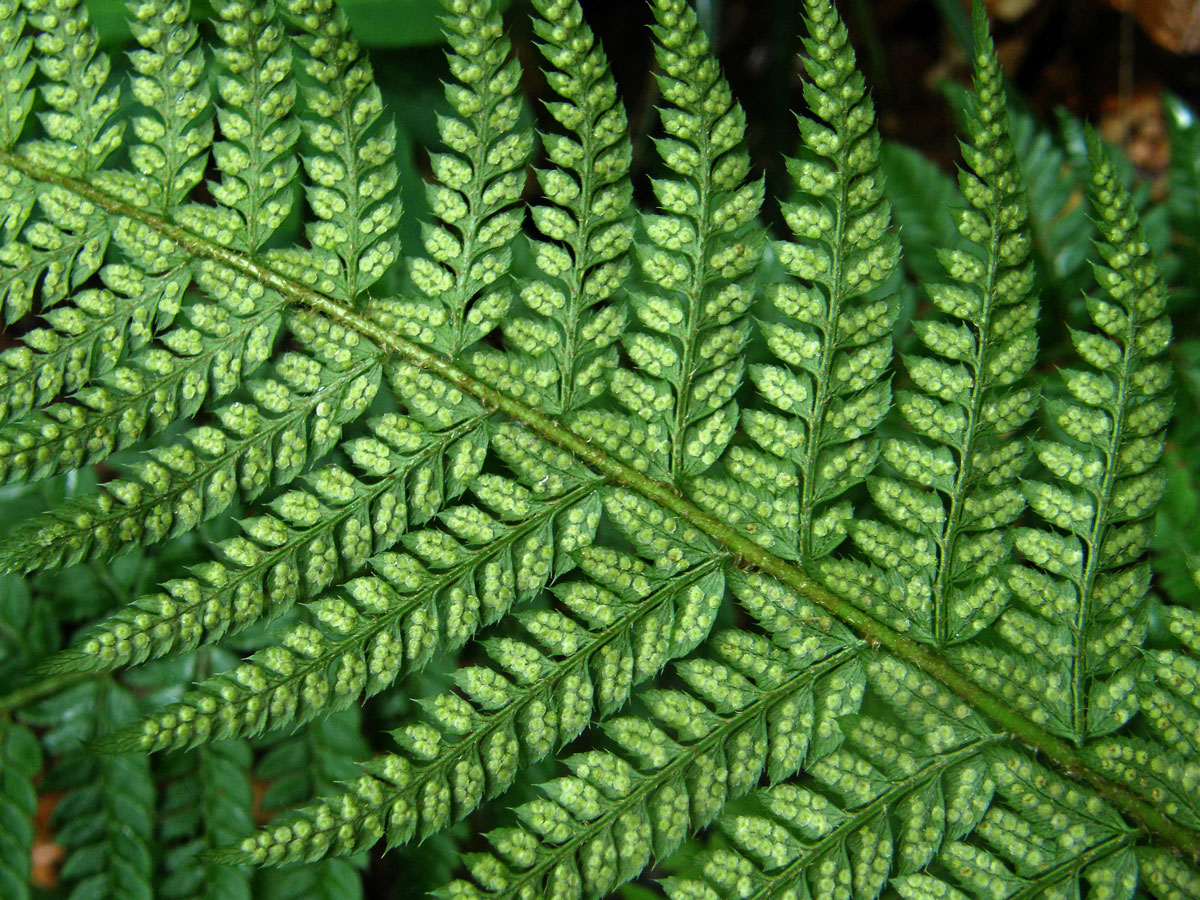 Kapradina laločnatá (Polystichum aculeatum (L.) Roth.)