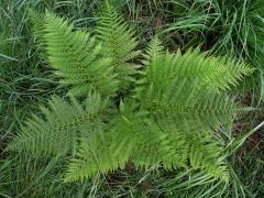 Papratka samičí (Athyrium filix-femina (L.) Roth.)