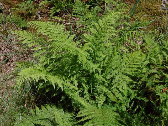 Papratka samičí (Athyrium filix-femina (L.) Roth.)