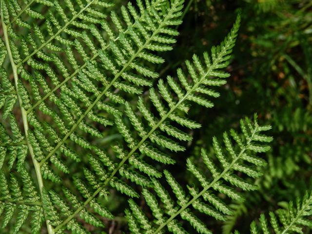 Papratka samičí (Athyrium filix-femina (L.) Roth.)