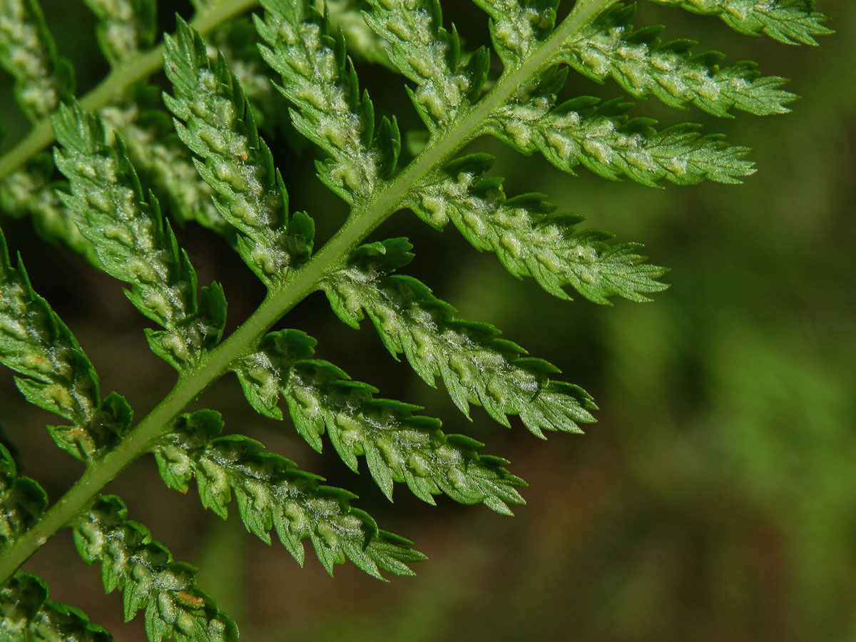 Papratka samičí (Athyrium filix-femina (L.) Roth.)