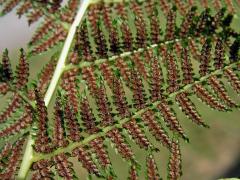 Papratka samičí (Athyrium filix-femina (L.) Roth.)