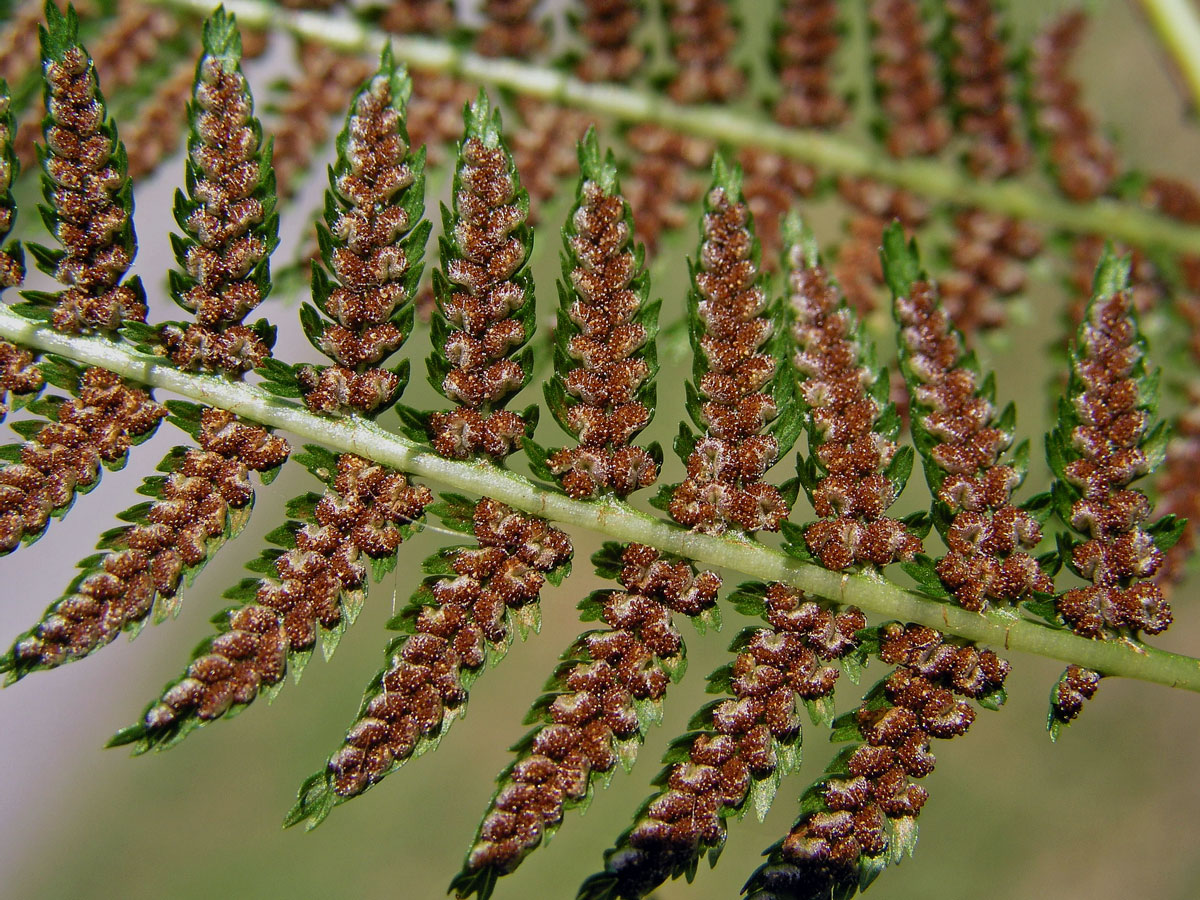 Papratka samičí (Athyrium filix-femina (L.) Roth.)