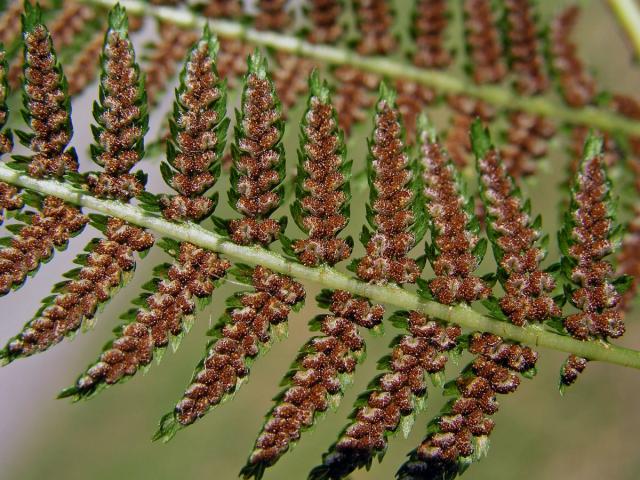 Papratka samičí (Athyrium filix-femina (L.) Roth.)