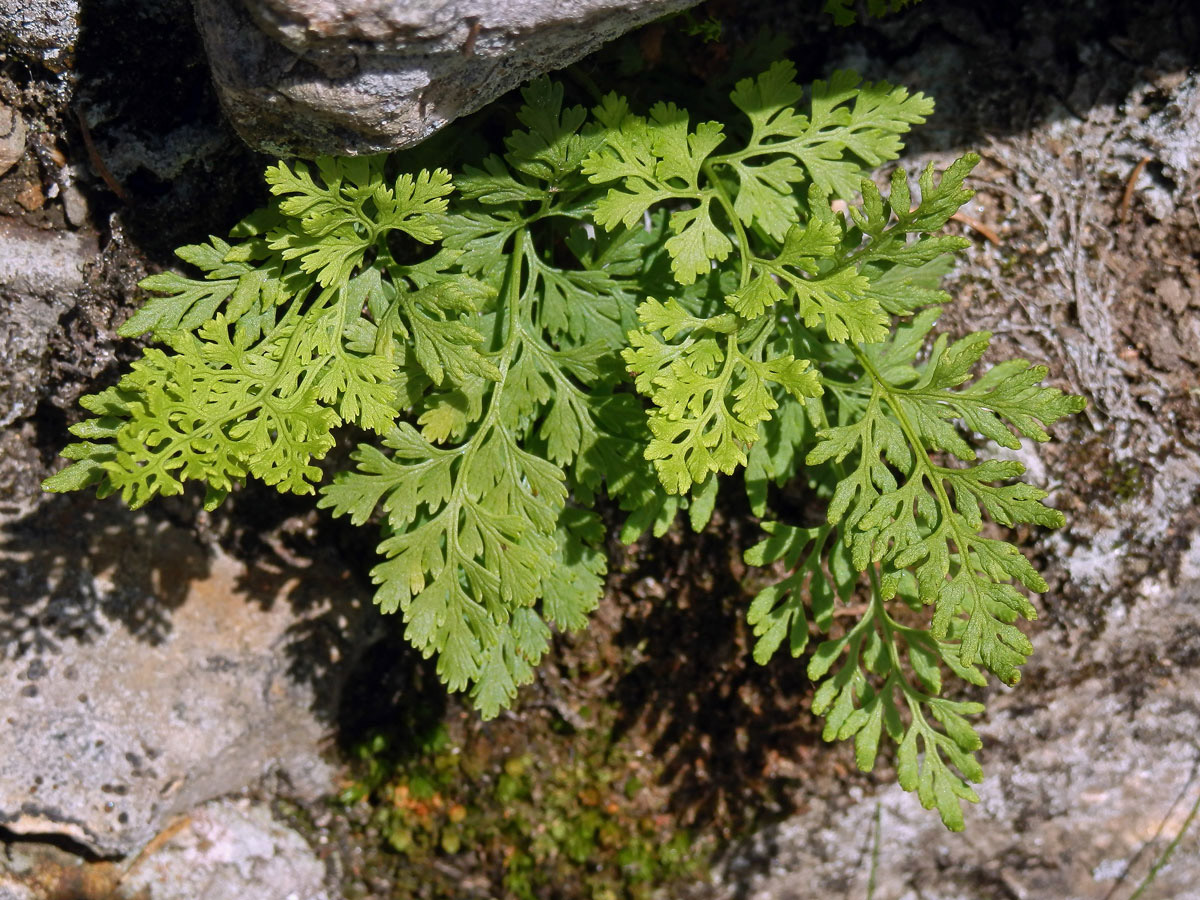 Jinořadec kadeřavý (Cryptogramma crispa (L.) Hooker)