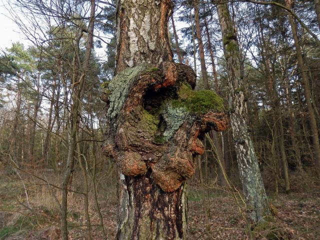 Nádor na bříze bělokoré (Betula pendula Roth) (43a)