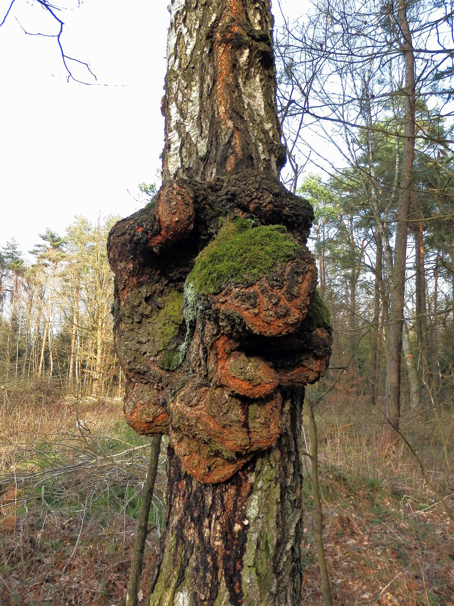 Nádor na bříze bělokoré (Betula pendula Roth) (43b)