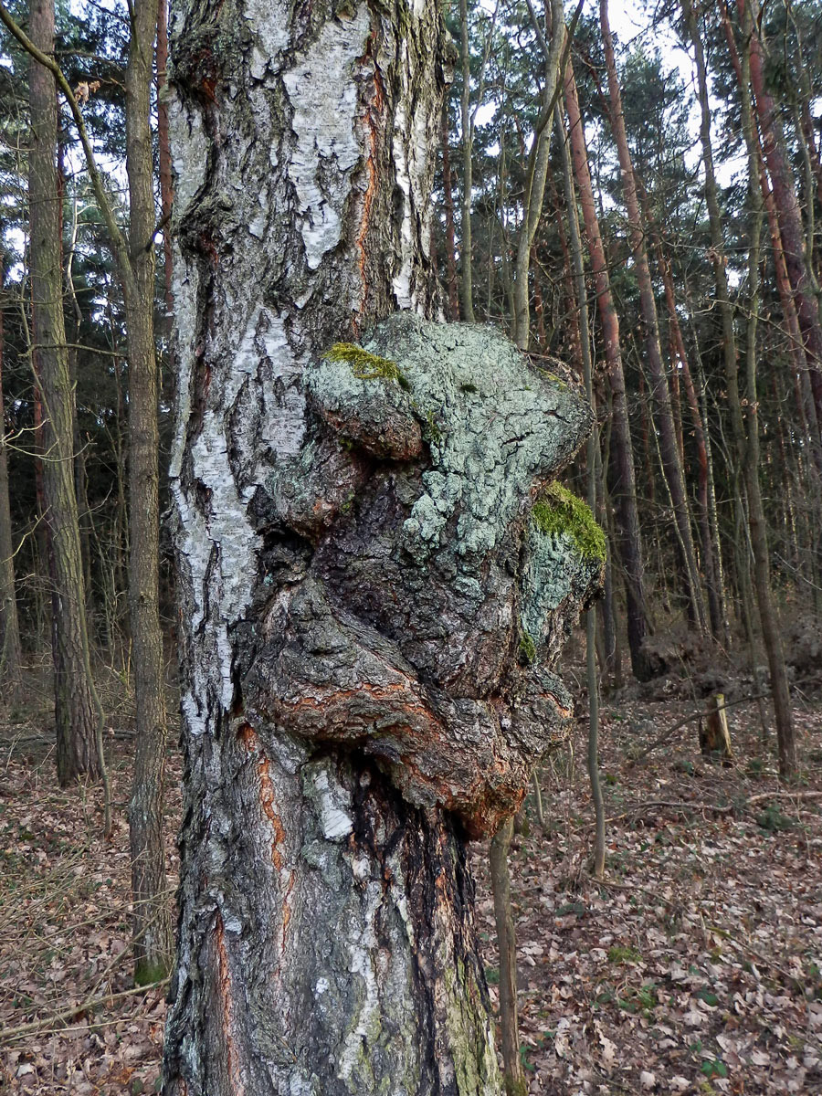 Nádor na bříze bělokoré (Betula pendula Roth) (43c)