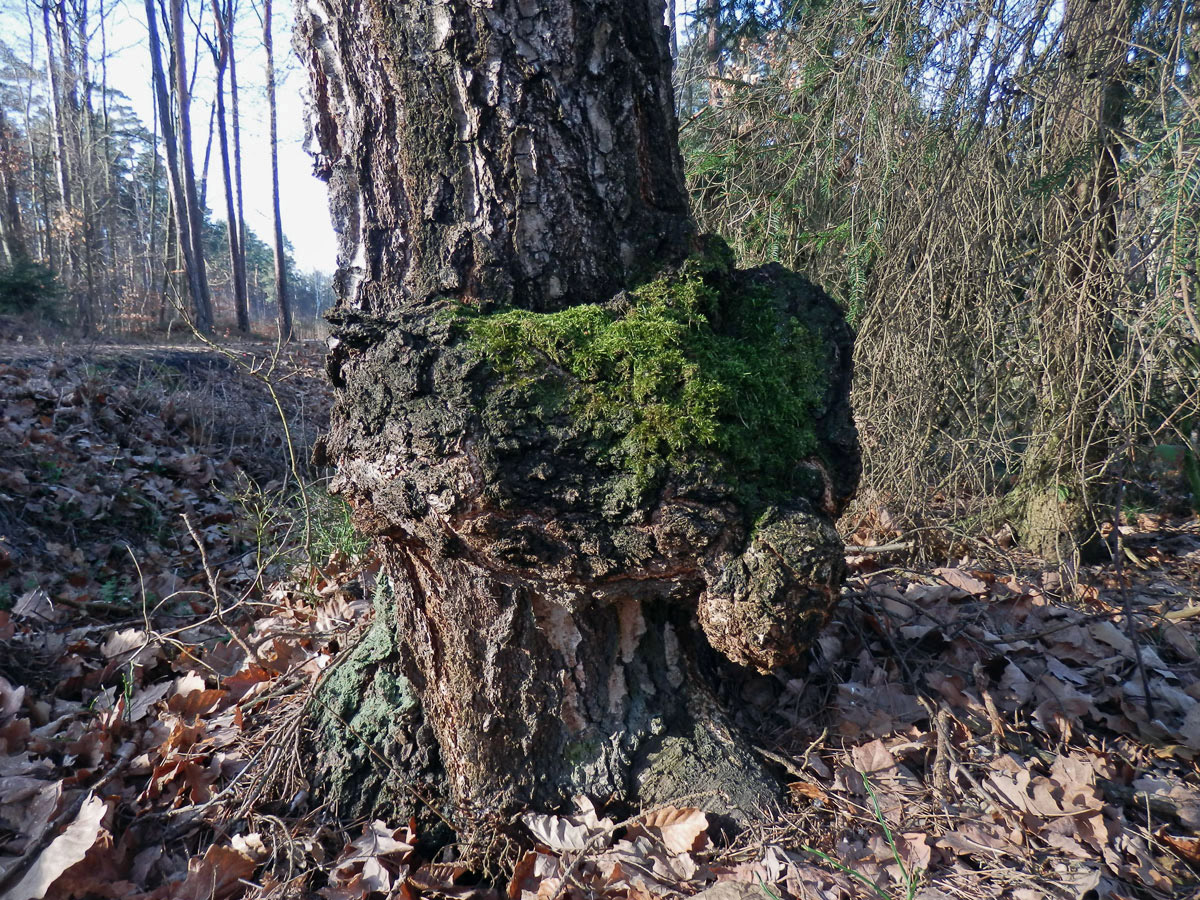 Nádor na bříze bělokoré (Betula pendula Roth) (44)