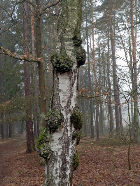 Nádor na bříze bělokoré (Betula pendula Roth) (45a)