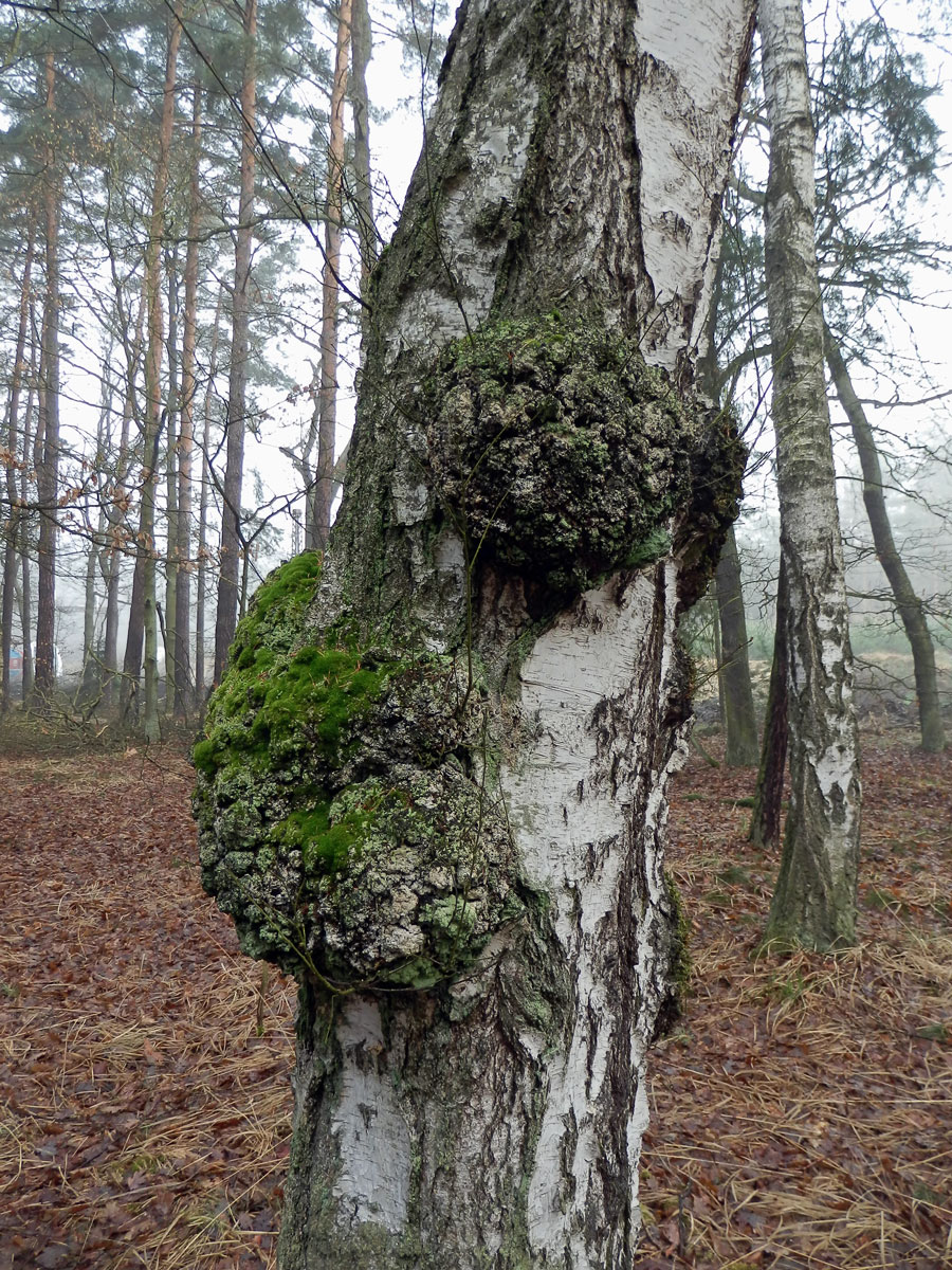 Nádor na bříze bělokoré (Betula pendula Roth) (45b)